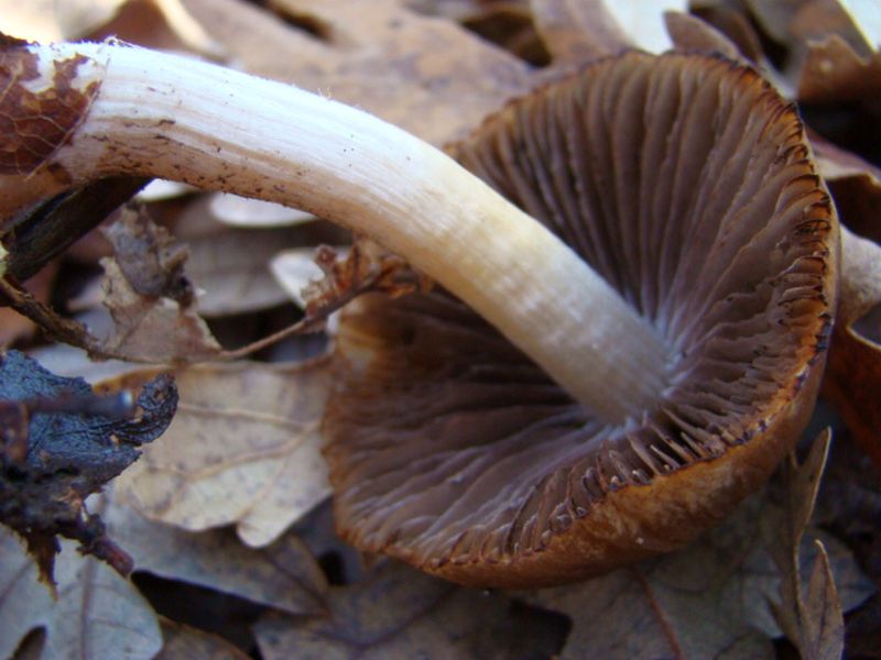 fungo da identificare 2